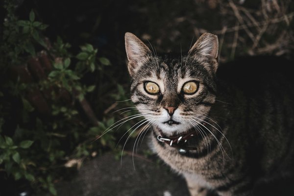 Steigert der Einsatz von Schalldämmmaterialien den Wohnkomfort in lärmintensiven Gebieten?