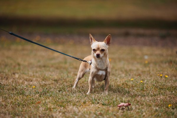 Bremsen entlüften Anleitung