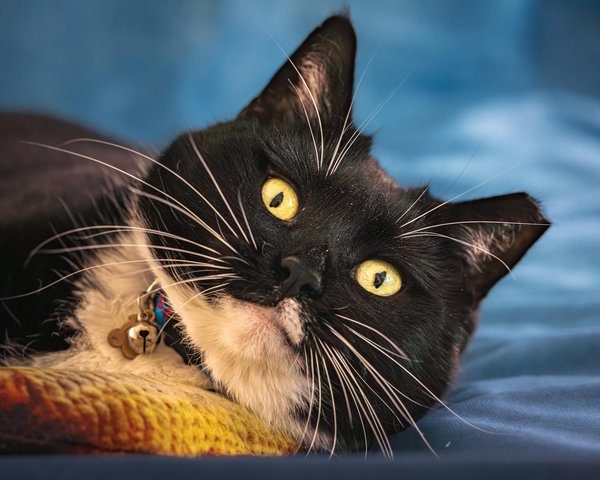 So revolutionierst du dein Spiel und beeinflusst die Zukunft der Gaming-Industrie